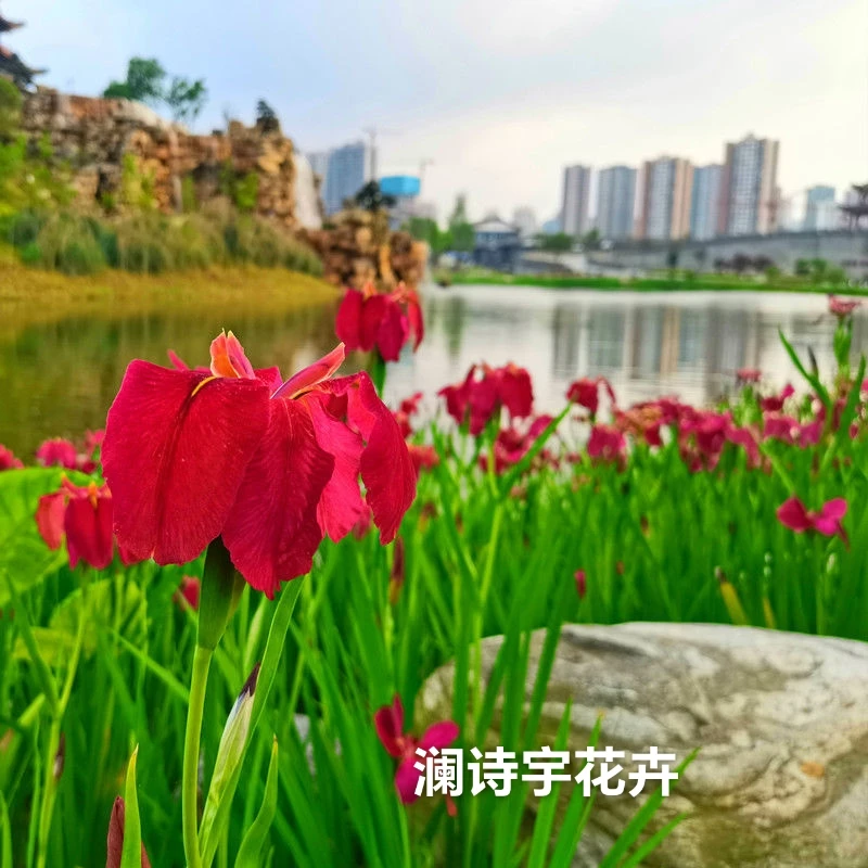 常绿鸢尾水生植物鸢尾花苗盆栽宿根常青绿水生培鲜花阳台