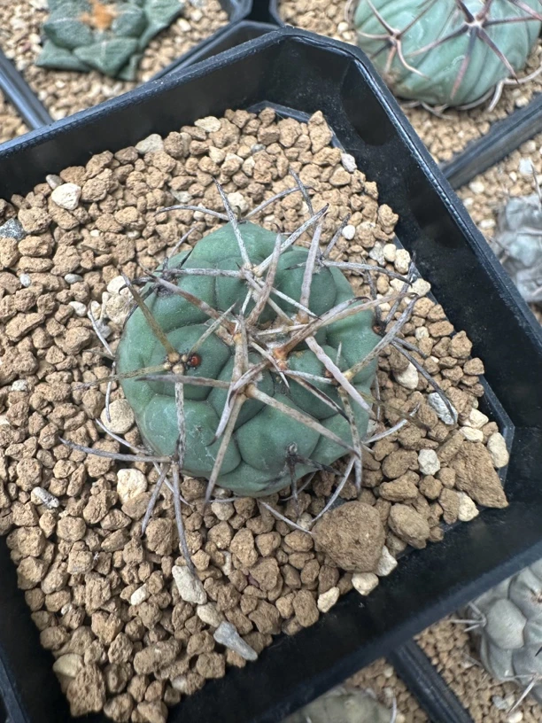 福利仙人球，欧系龙角冠，