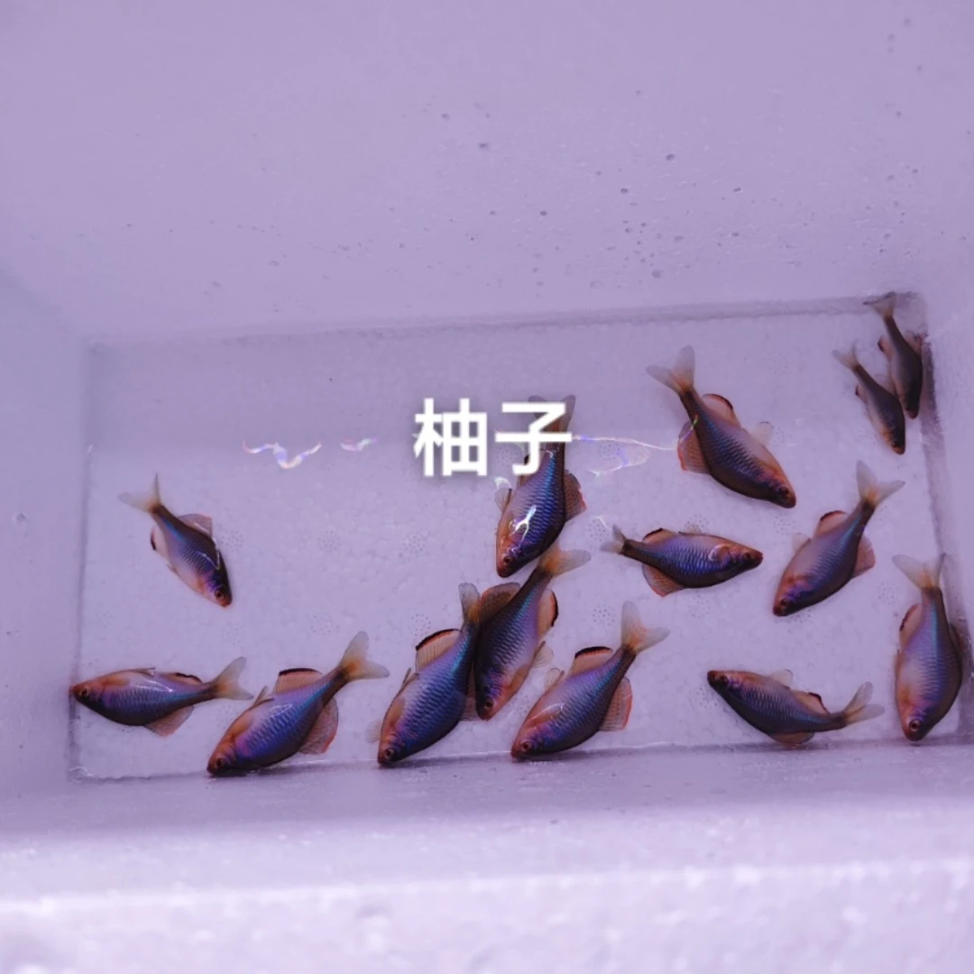 方氏鳑鲏 小红嘴鳑鲏原生鱼鳑鲏冷水观赏鱼
