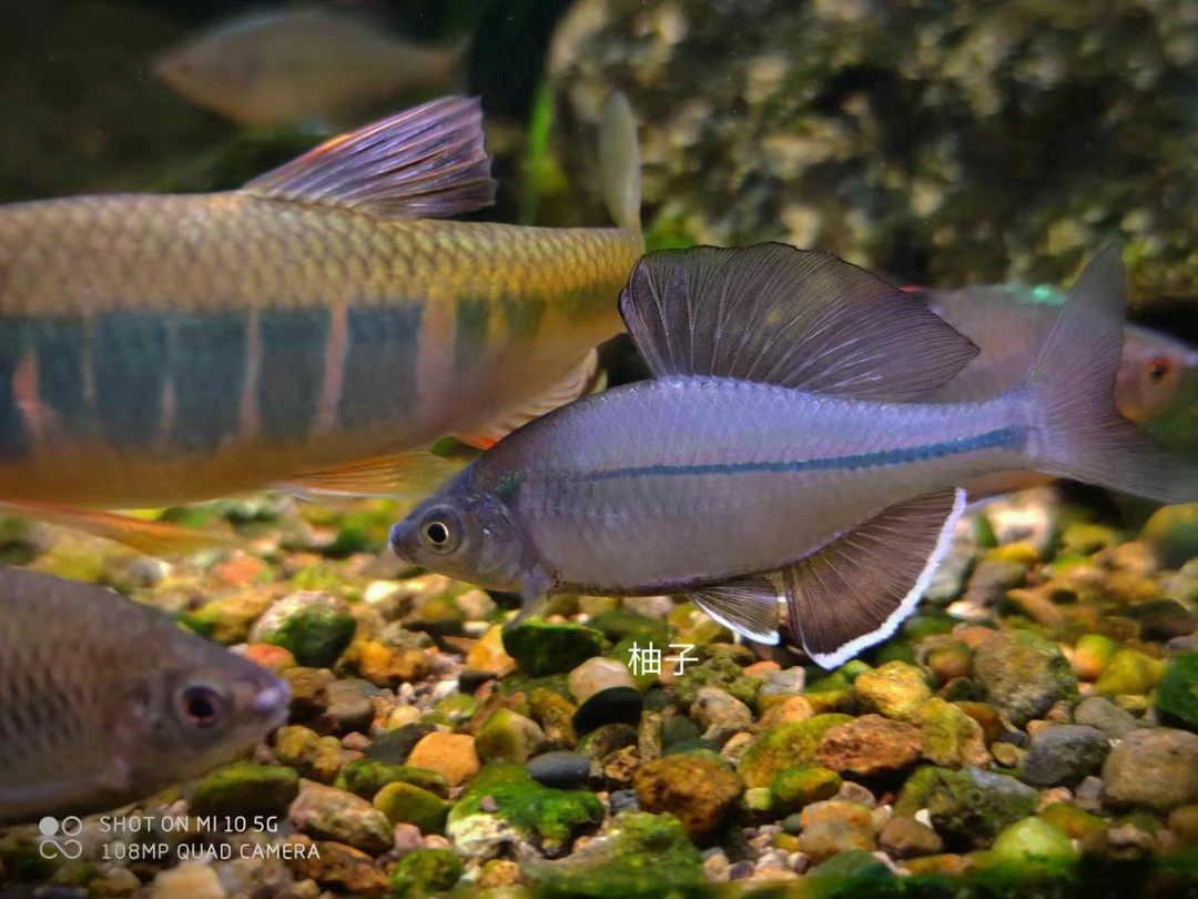 彩鱊 鳑鲏 鱊 原生鱼观赏鱼 大帆彩鱊 好养不加温 冷水鱼
