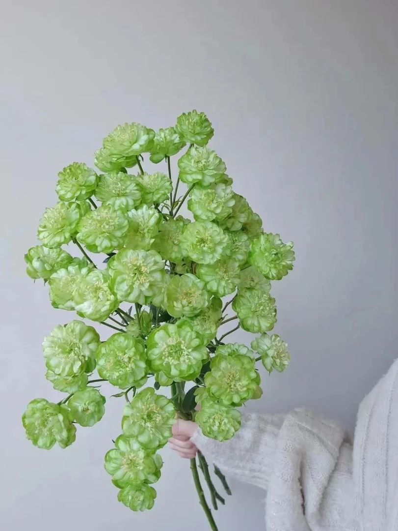 【闪电】微型绿色月季丰花勤花地栽盆栽庭院阳台