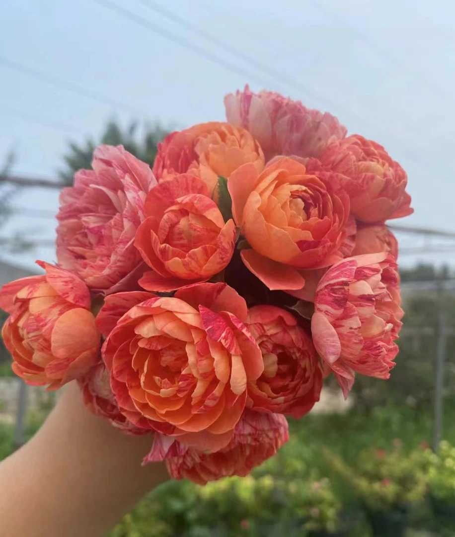 【果汁飞溅】变异品种丰花勤花春季室外阳台庭院