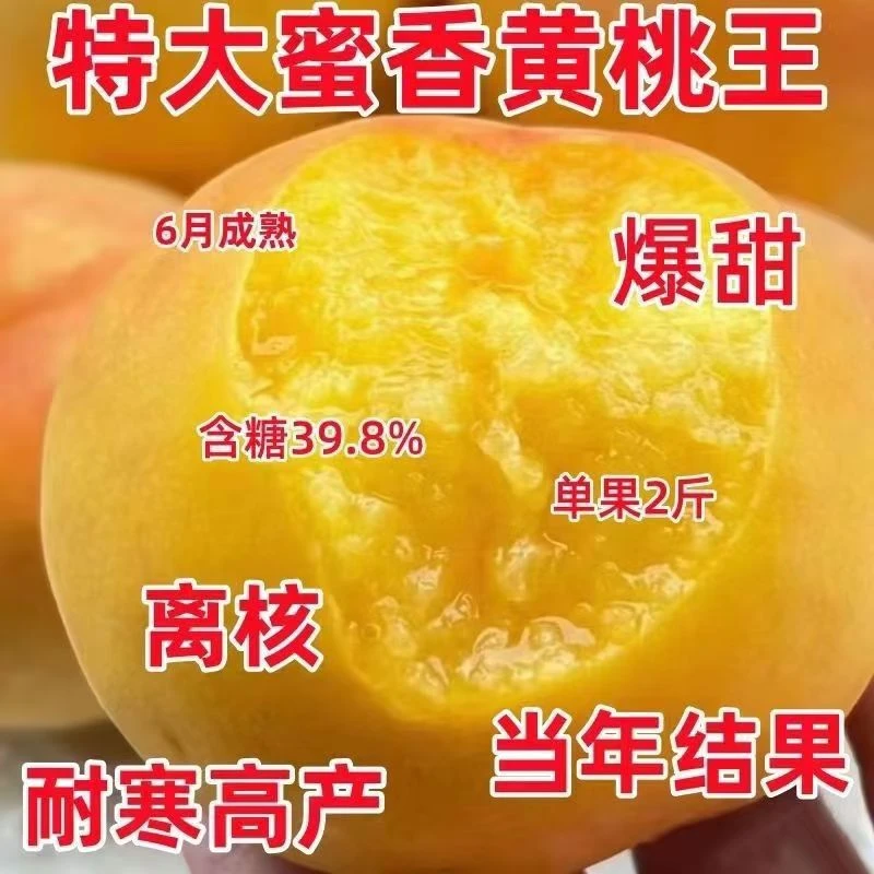 正宗黄桃树苗脆甜黄金蜜桃树果树苗嫁接黄桃树苗南北方种植果树苗