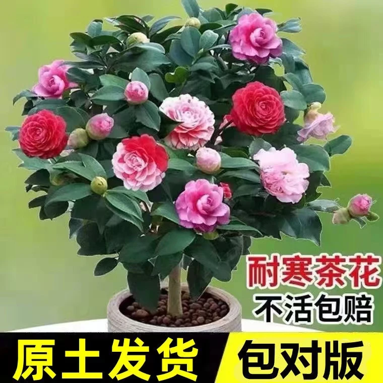 香妃茶花树苗盆栽带花苞五色赤丹花卉植物室内好养山茶花四季开花