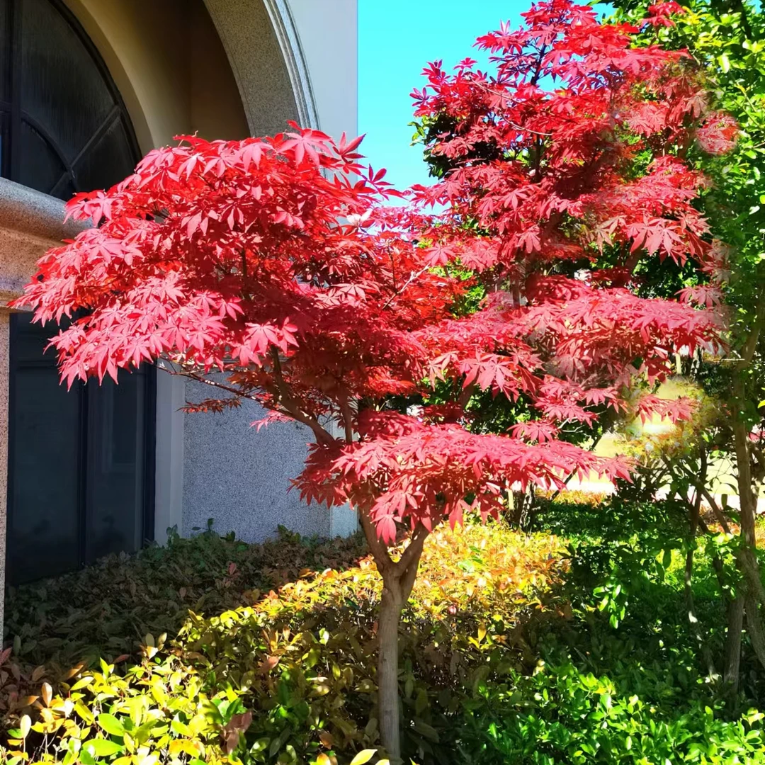 红枫树苗日本红枫红舞姬中国红枫黄金枫庭院别墅绿植绿化四季盆栽