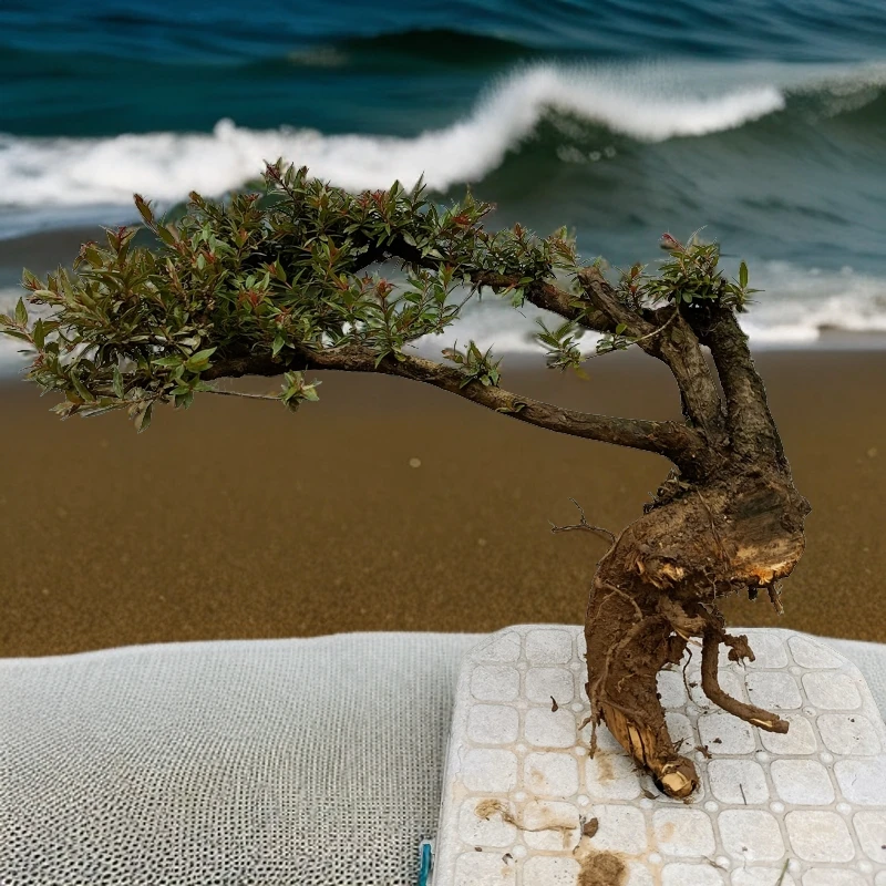 水杨梅鱼缸造景水培沙培土培绿植水陆缸造景老桩斜飘七字飘精品