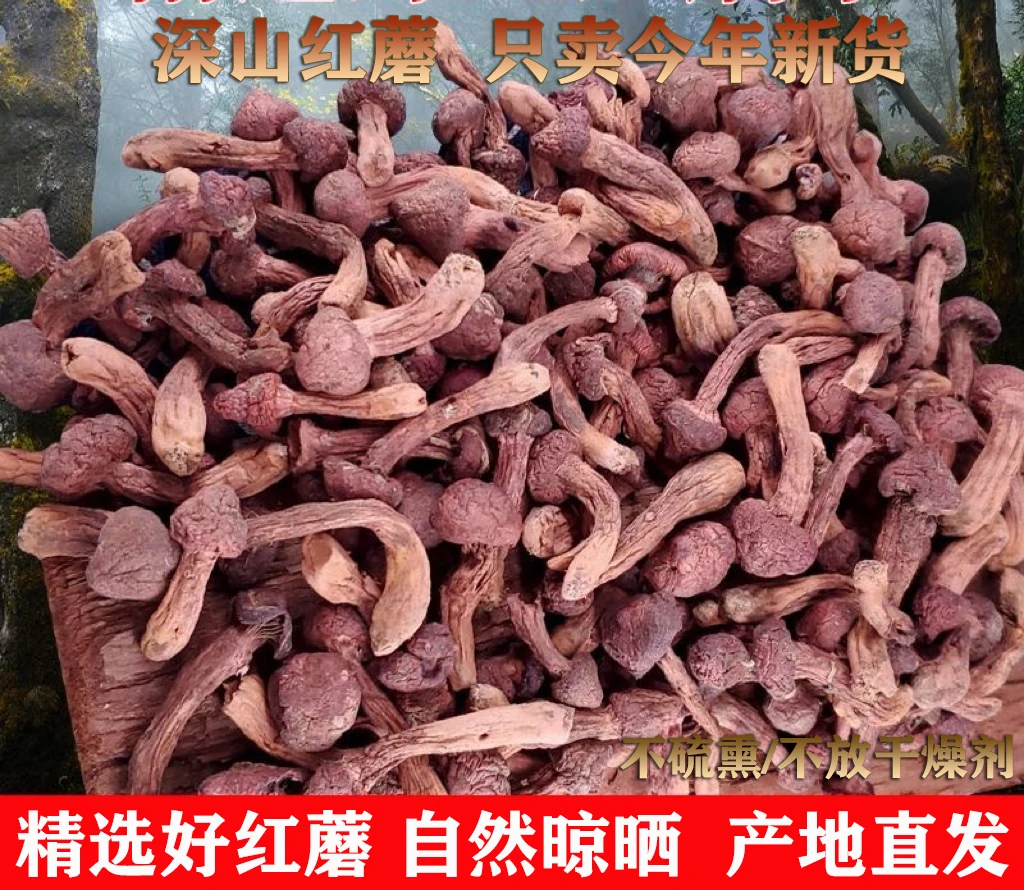 2025年新红蘑肉蘑松伞蘑钉正宗东北特产松伞蘑菇原生态直供包邮