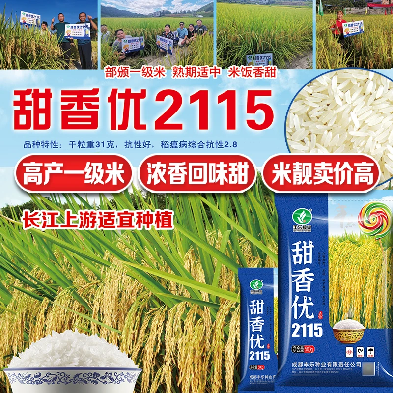 甜香优2115杂交水稻长粒米浓香型一级稻种