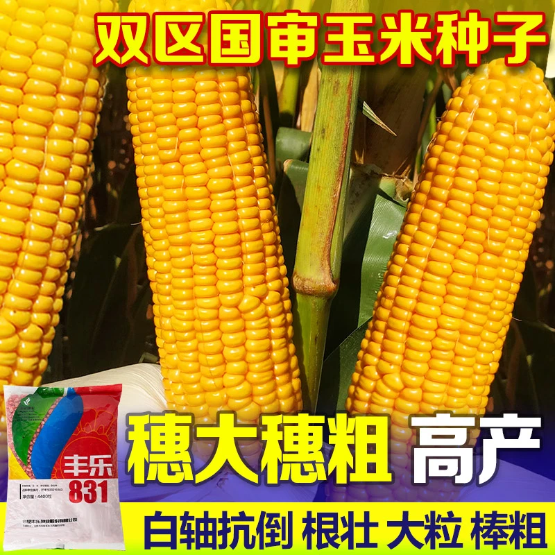 丰乐831玉米种子白轴高产抗病粗杆大棒国审玉米杂交南北方苞米种