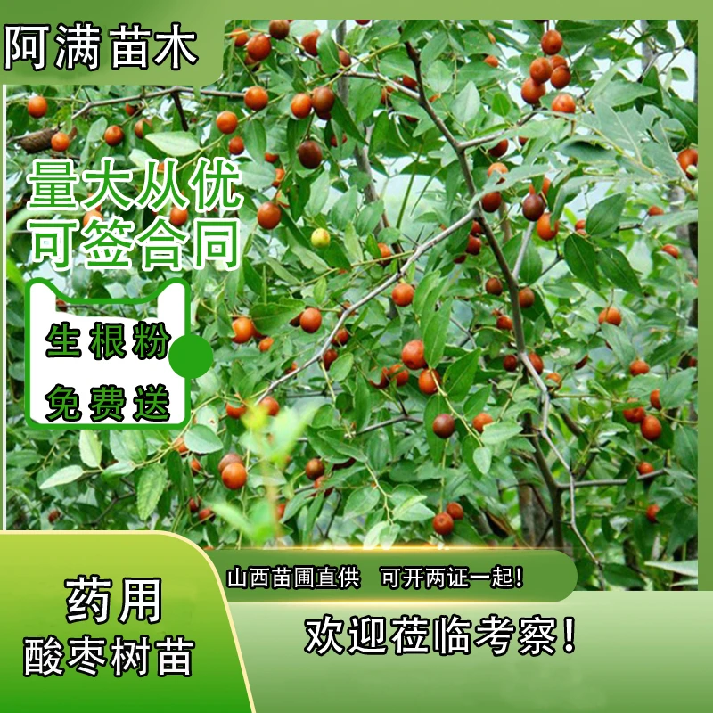 酸枣树苗山西正宗高产药用双仁可食用酸枣苗南北方盆栽地栽种植