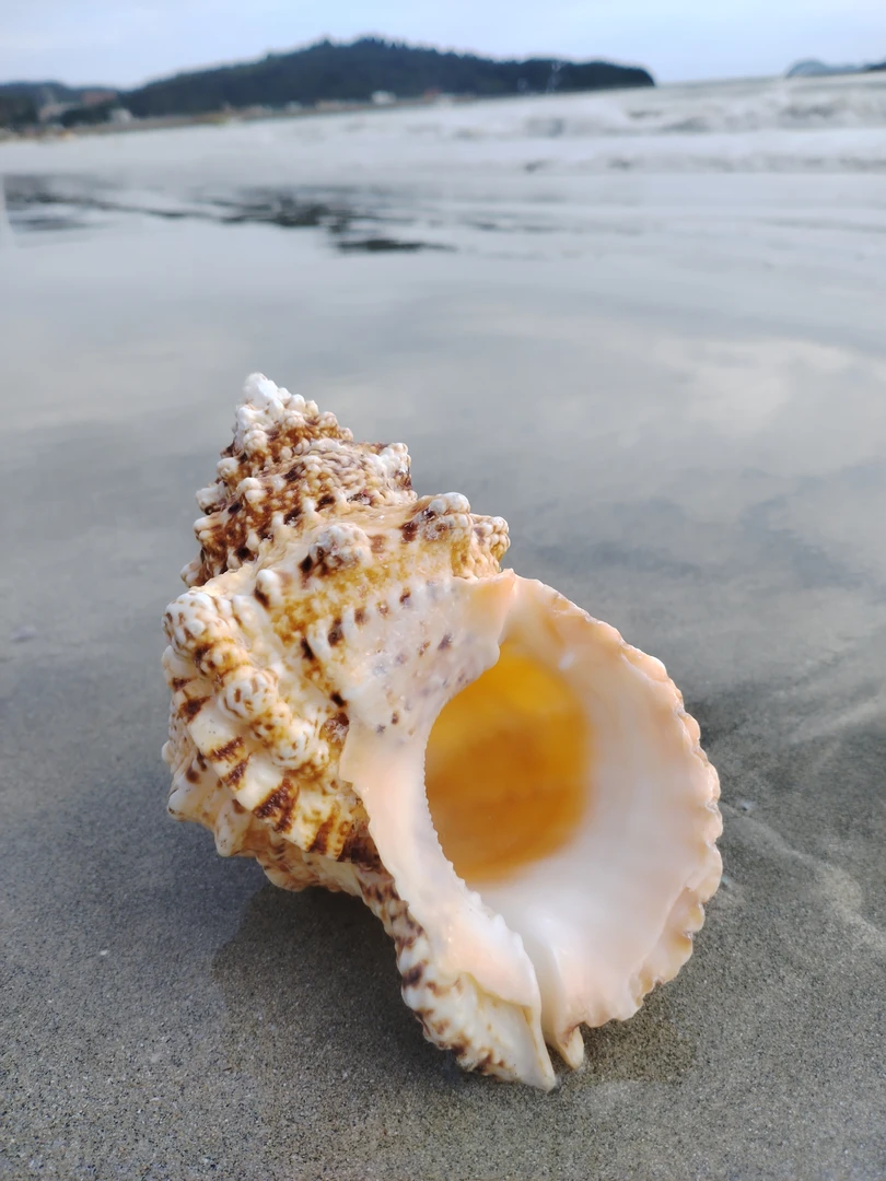 天然石号螺金口蛙螺壳超大海螺号角可吹贝壳摆件工艺品鱼缸造景