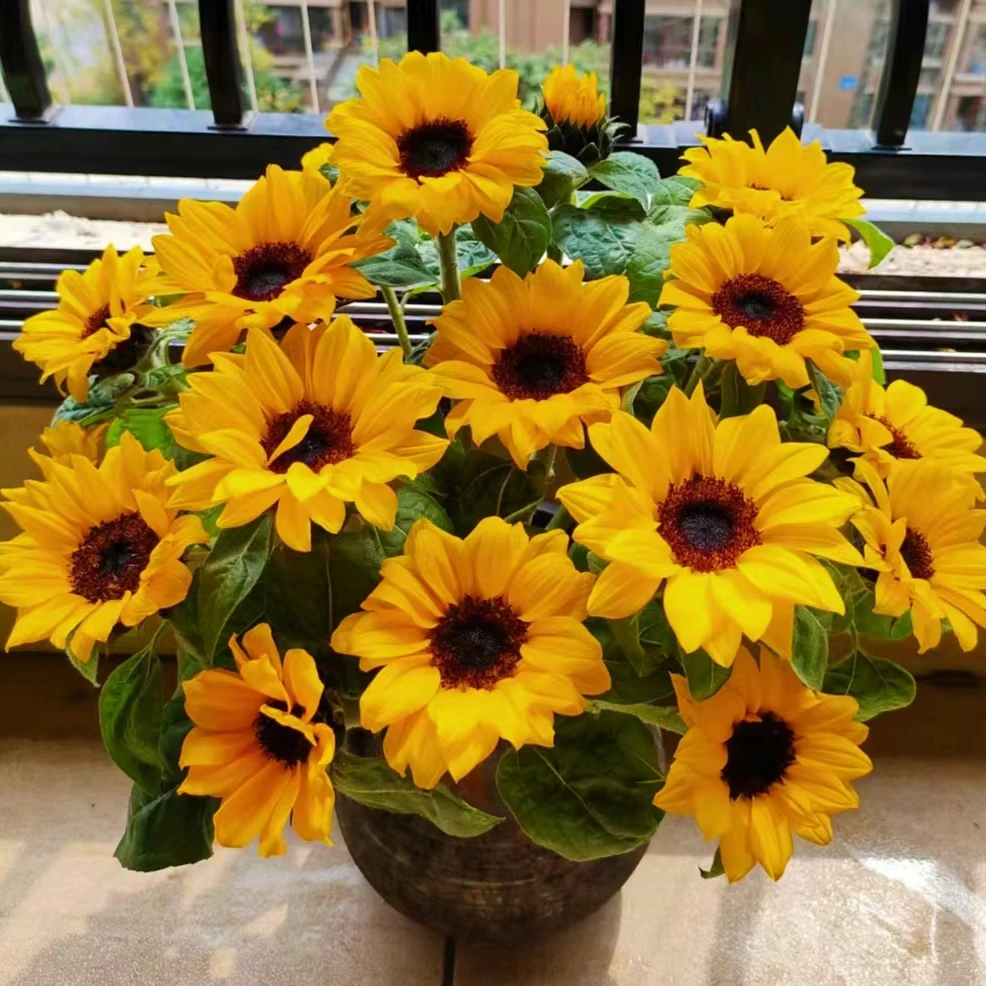 向日葵中花    中通冷链发货云南基地直发鲜切花玫瑰