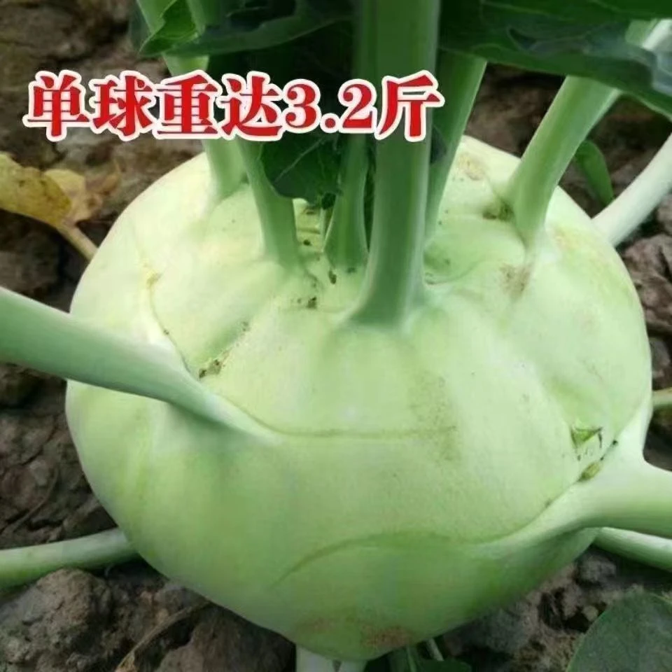 四季水果苤兰种子农科院蔬菜良种翠玉青苤蓝菜球有机皮兰蔬菜种子