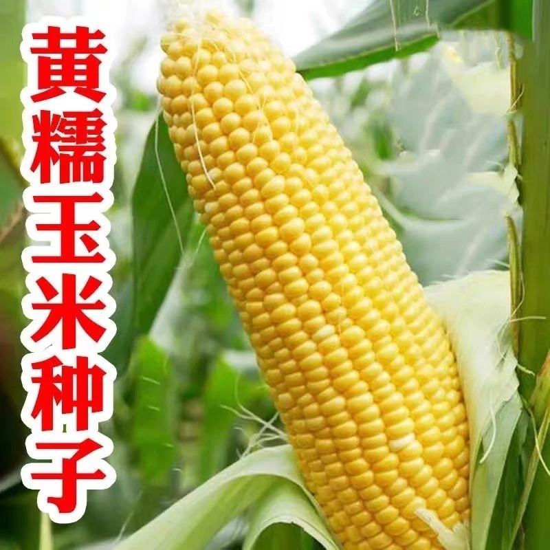 黄糯粘玉米种子黄金甜粘糯大棒玉米 糯玉米种子蔬菜种子皮薄糯甜