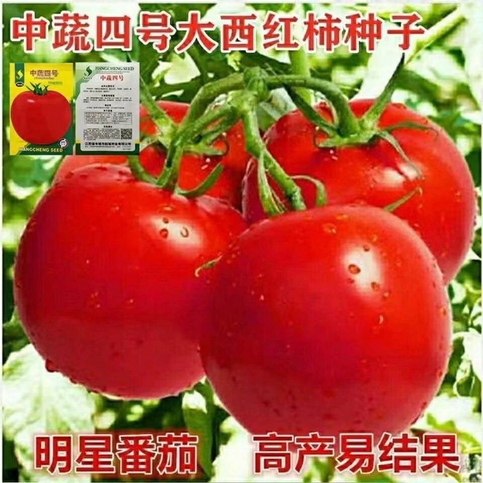 高产明星大番茄种子超甜红果大西红柿春季秋季抗高温蔬菜瓜果种籽