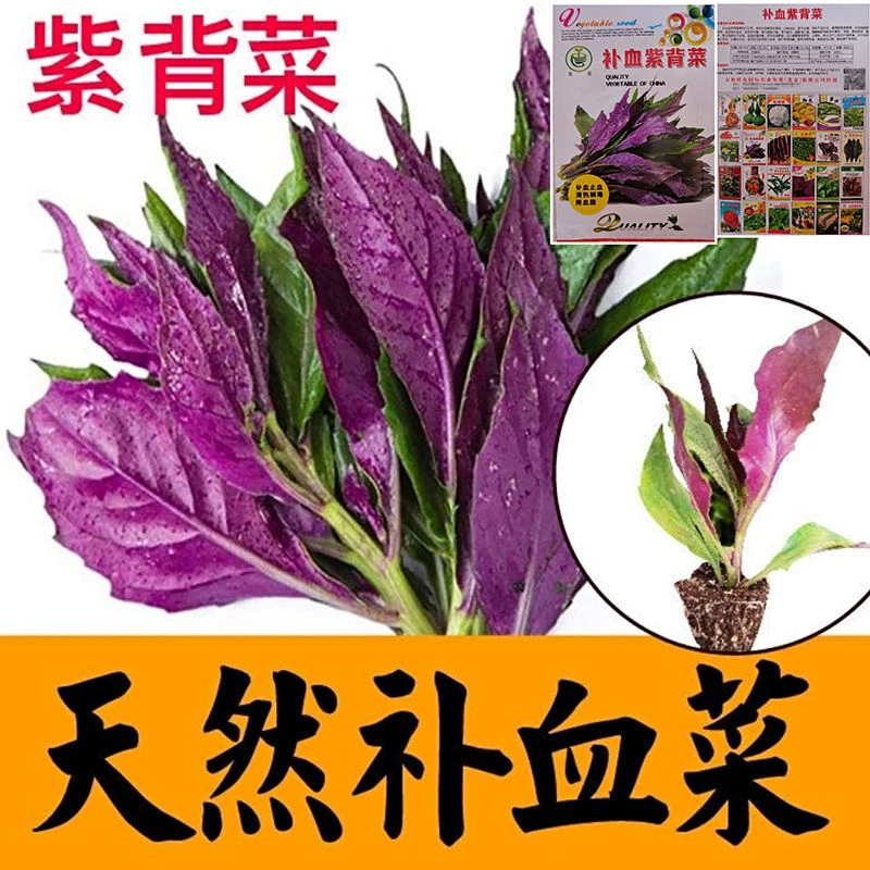 天然补血紫背菜种子天葵血皮菜红凤菜四川特色营养观音菜蔬菜种籽