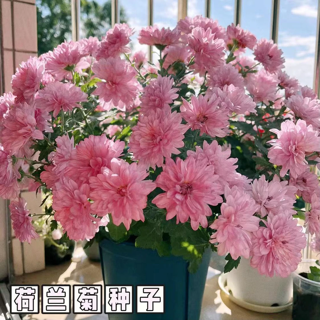 荷兰菊花种子庭院花海矮型非姬小菊多年生耐寒花种籽柳叶菊紫菀花
