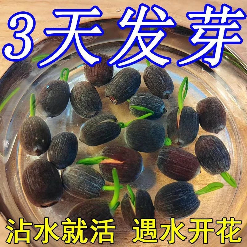 【7天发芽】碗莲种四季开花遇水培水养绿植睡莲荷花无土盆栽花卉