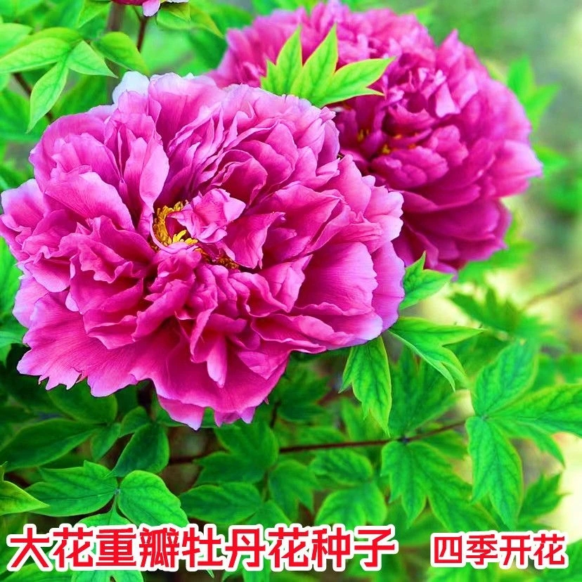 牡丹花种子洛阳芍药花富贵花种籽盆栽室内庭院多年生四季绿植花籽