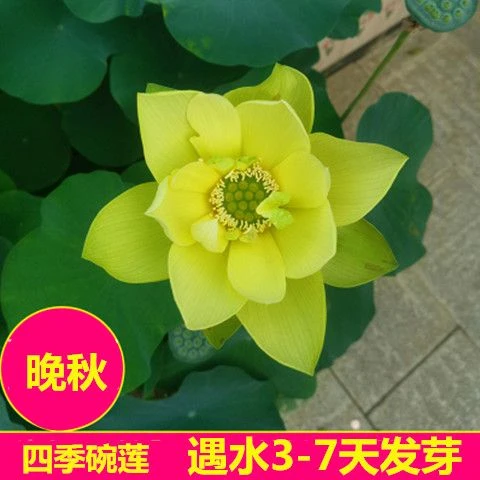 【7天发芽】无土水培碗莲花种子水养生植物睡莲荷花盆栽四季花卉