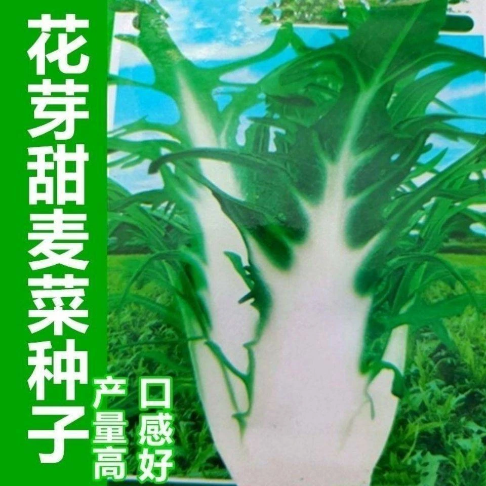 四季花芽甜麦菜种子油麦菜苦荞麦大牙甜麦菜种子耐热耐寒盆栽大田