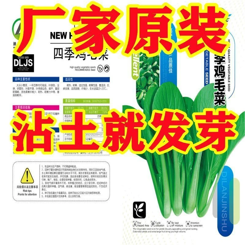 鸡毛菜菜籽种子上海青菜菜种籽大全蔬菜种孑阳台盆栽四季丰种业
