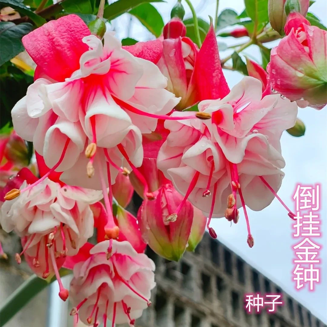 重瓣倒挂金钟花种籽四季植物种子宝莲灯室内外盆载吊兰灯笼花种子