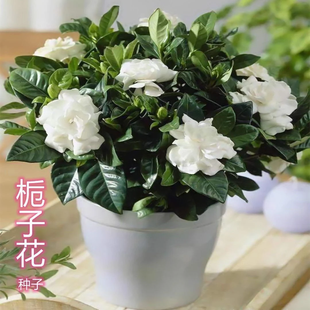 水培重瓣大花栀子花种子家居装饰扦插繁衍阳台绿化盆栽绿植种籽