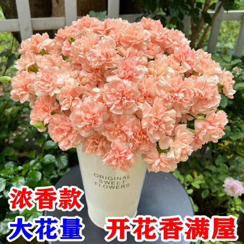大花重瓣康乃馨花种子室内盆栽花卉阳台庭院四季开花浓香室外植物