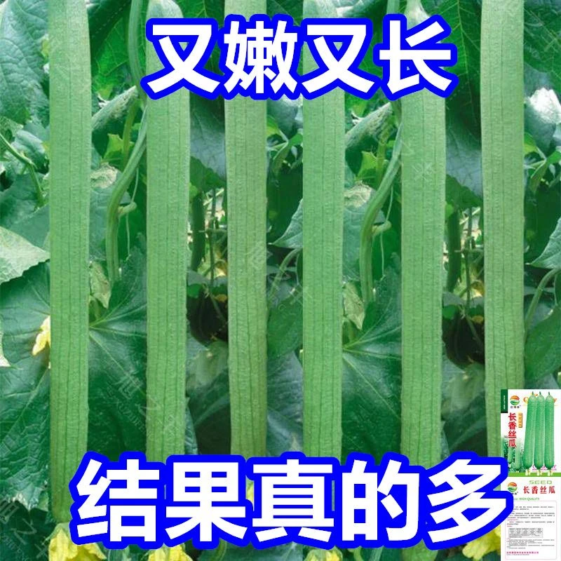高产丝瓜种子长丝瓜种籽子春季夏季庭院种植菜种籽四季蔬菜种子孑