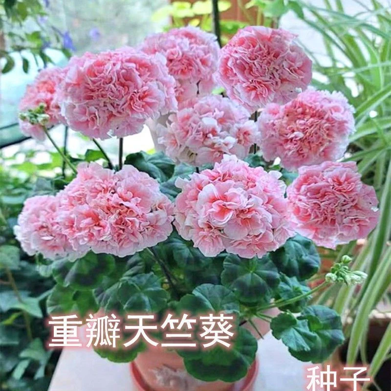 重瓣天竺葵种子四季播种易开花室内洋绣球花花种子籽观花盆栽花卉