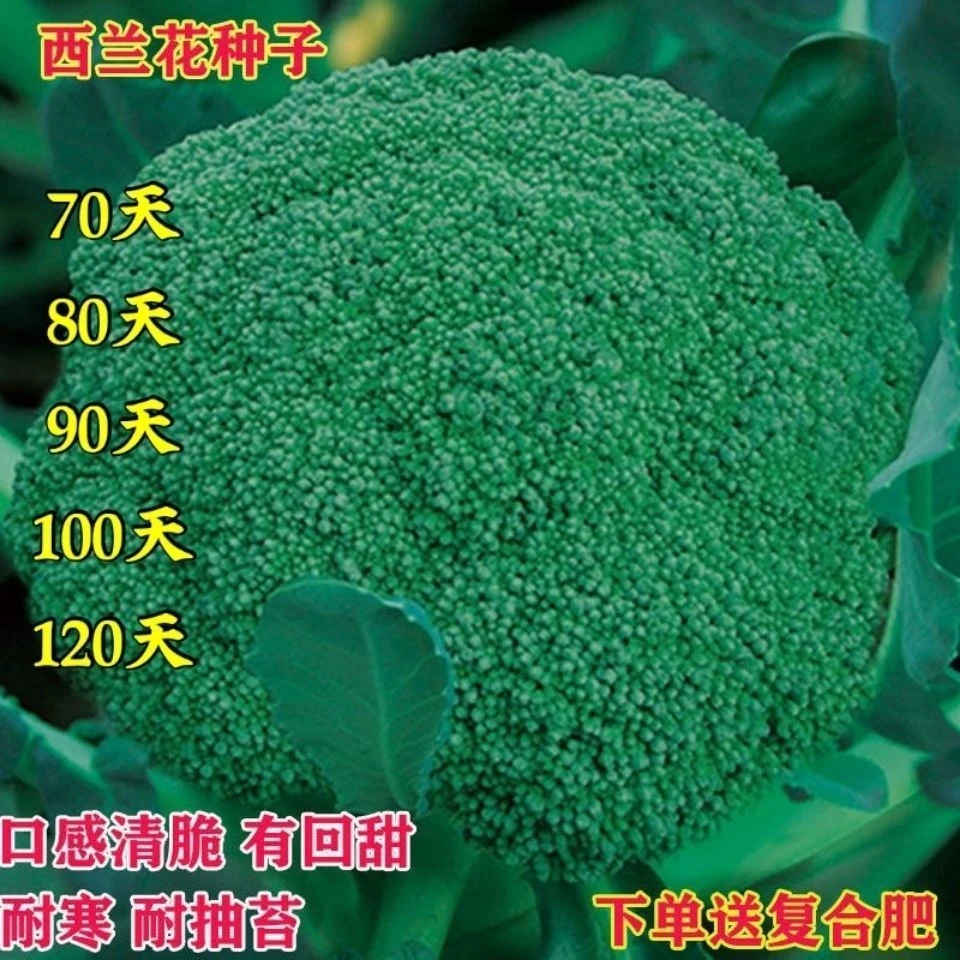 「西兰花种子」高产四季耐寒易种绿菜花青花椰菜庭院菜园蔬菜种子