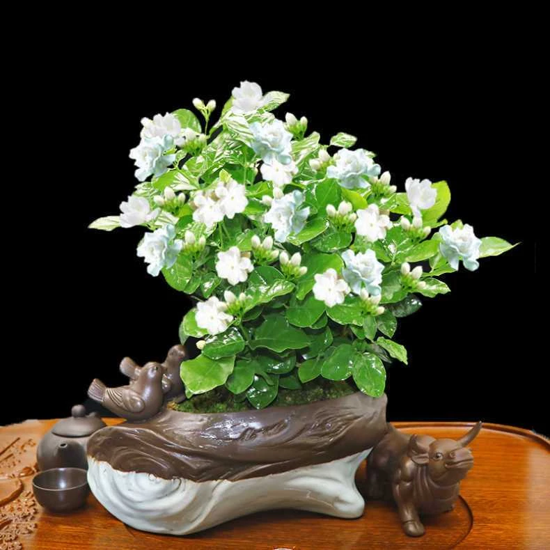 茉莉花种子花籽易活易种耐热观赏植物四季可播阳台盆栽室内花卉籽