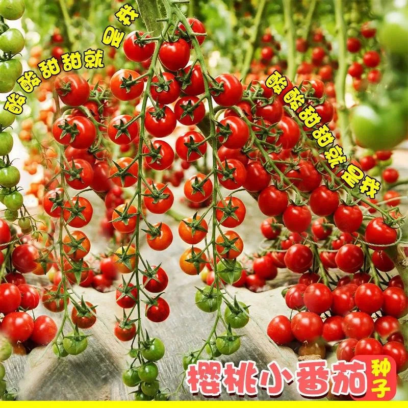 矮生千禧圣女果种子超甜四季播种阳台盆栽易活红黄小番茄蔬菜种籽
