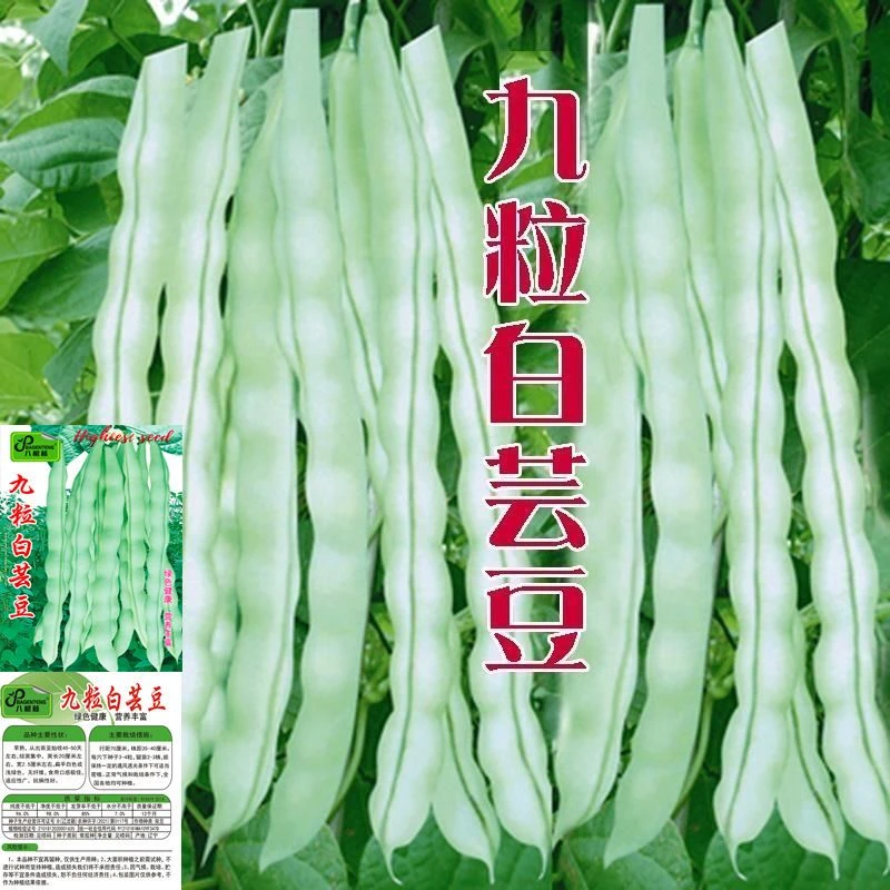 九粒白芸豆种子豆角四季豆架豆种高产春季四季农家菜园蔬菜种子