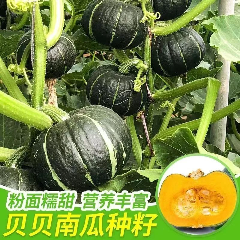 贝贝南瓜种种子高产甜糯板栗绿贝贝小南瓜籽种子四季庭院蔬菜种子