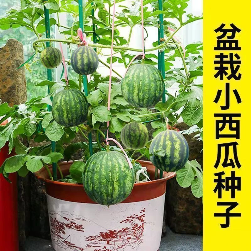 超甜麒麟蜜罐小西瓜种子无籽小西瓜四季种植阳台庭院盆栽水果种子