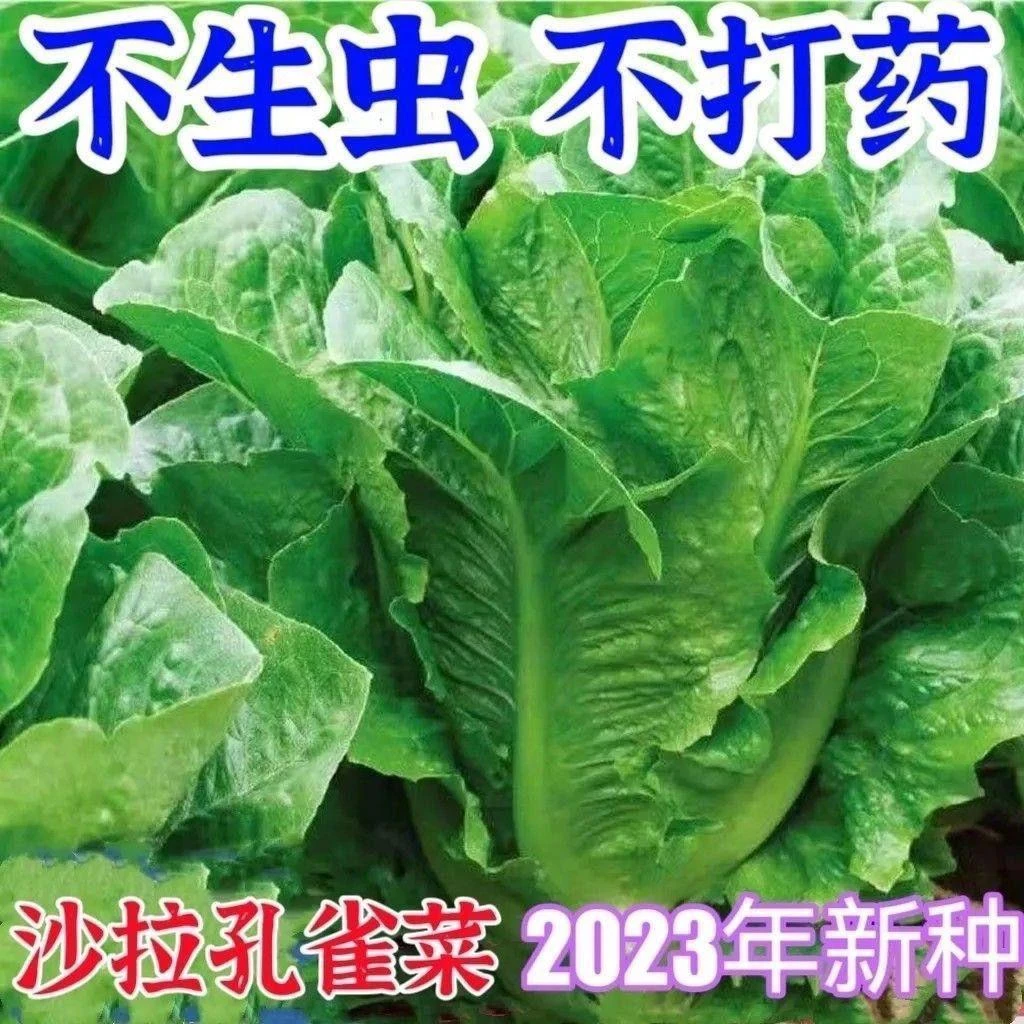 孔雀菜种子生吃脆甜高营养四季罗马直立生菜种子盆栽阳台蔬菜种子