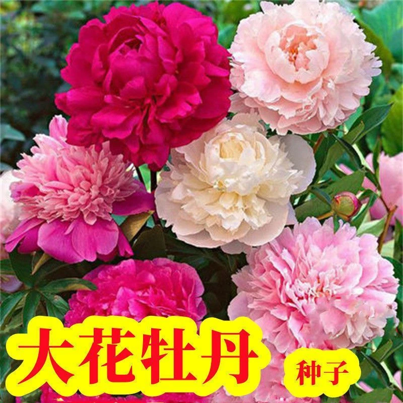 进口洛阳牡丹种籽牡丹花种子混色春播四季盆栽阳台药用观赏牡丹花