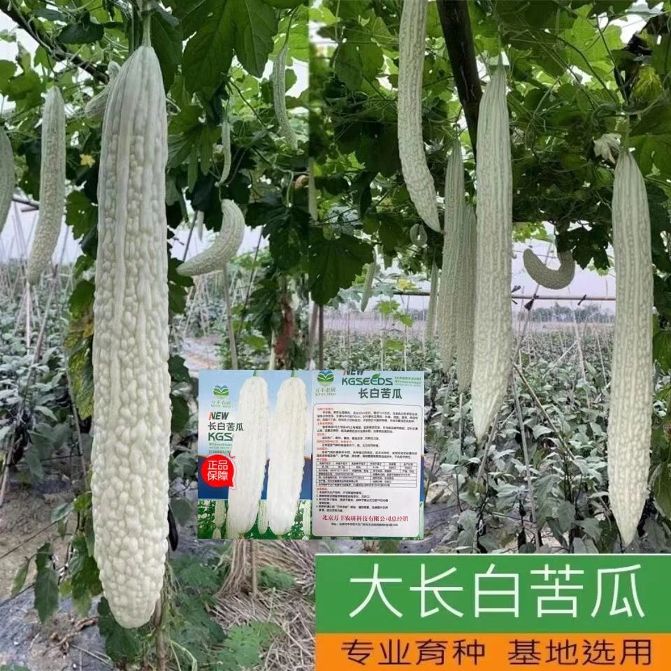 白苦瓜种籽大长白苦瓜种子早熟中熟特大四季蔬菜春天四季播种菜子