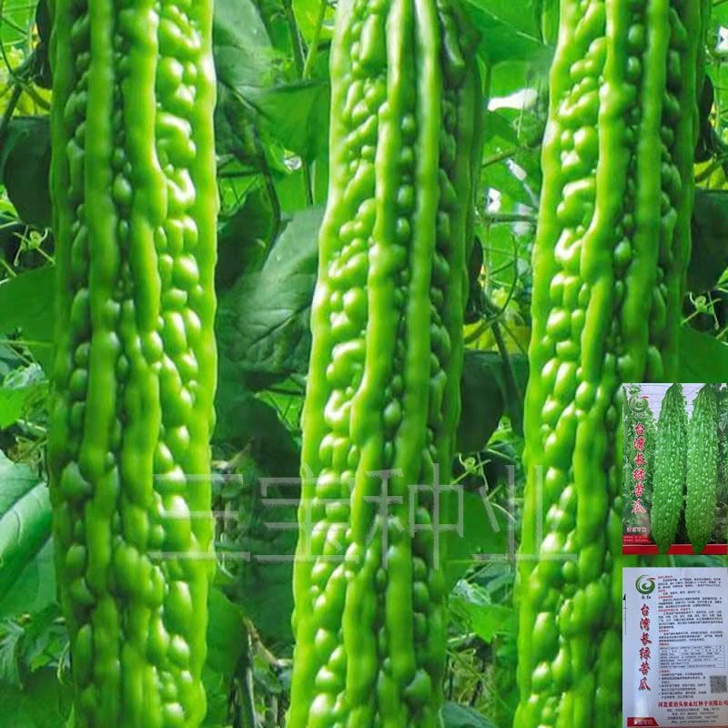 长绿苦瓜种子四季阳台季庭院阳台盆栽蔬果瓜果蔬菜子常绿苦瓜种籽