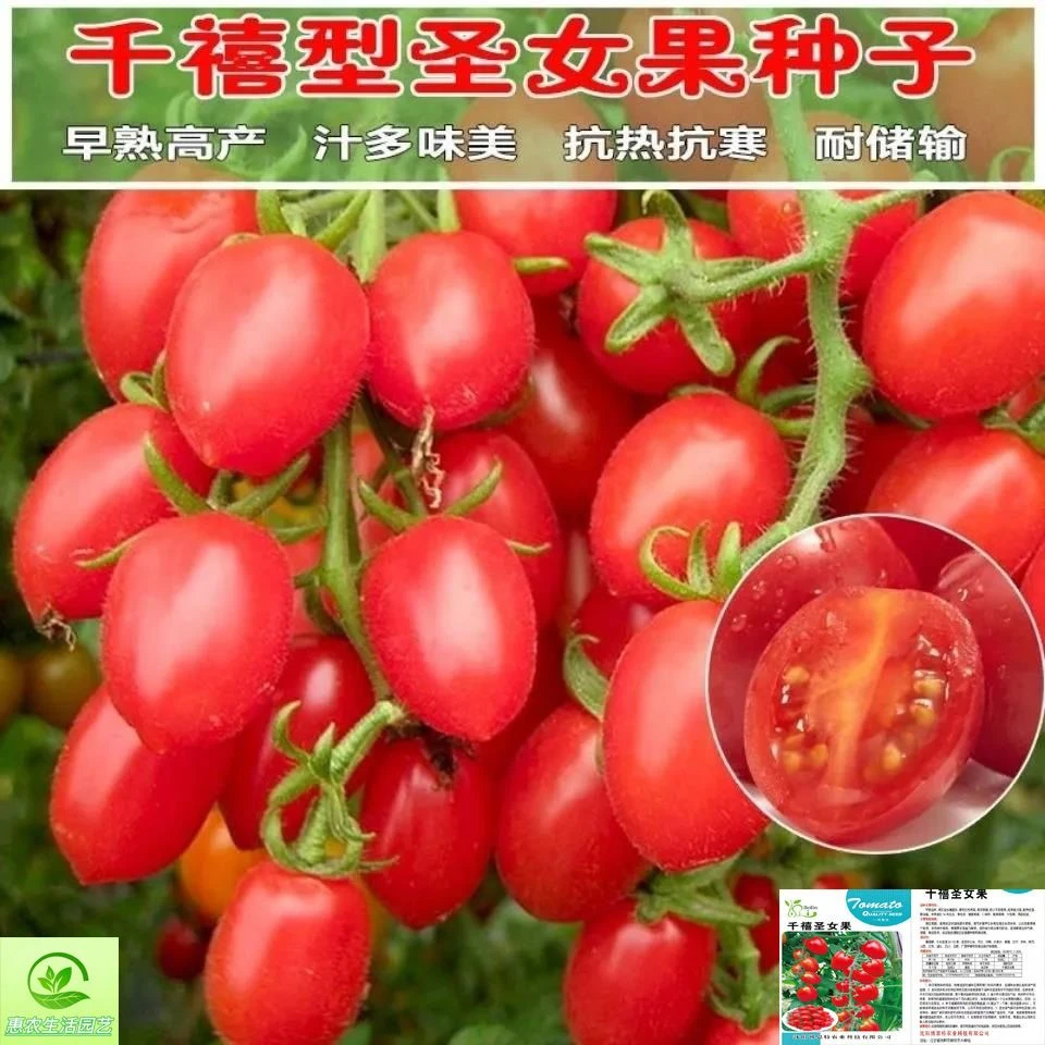 千禧网红小番茄种子四季阳台圣女果籽小西红柿种子农家盆栽蔬菜种