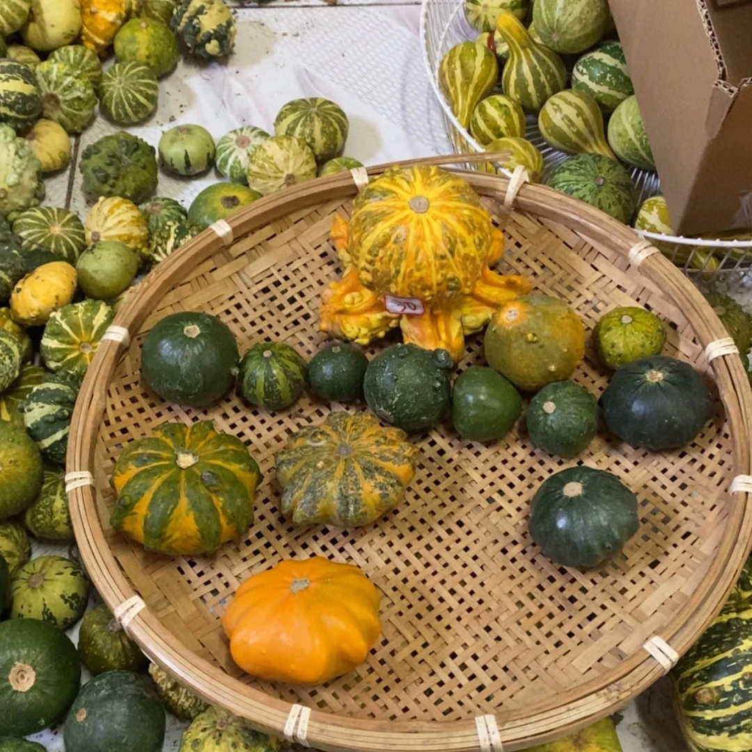 【闪购商品】忸****u墨西哥葫芦直播自选
