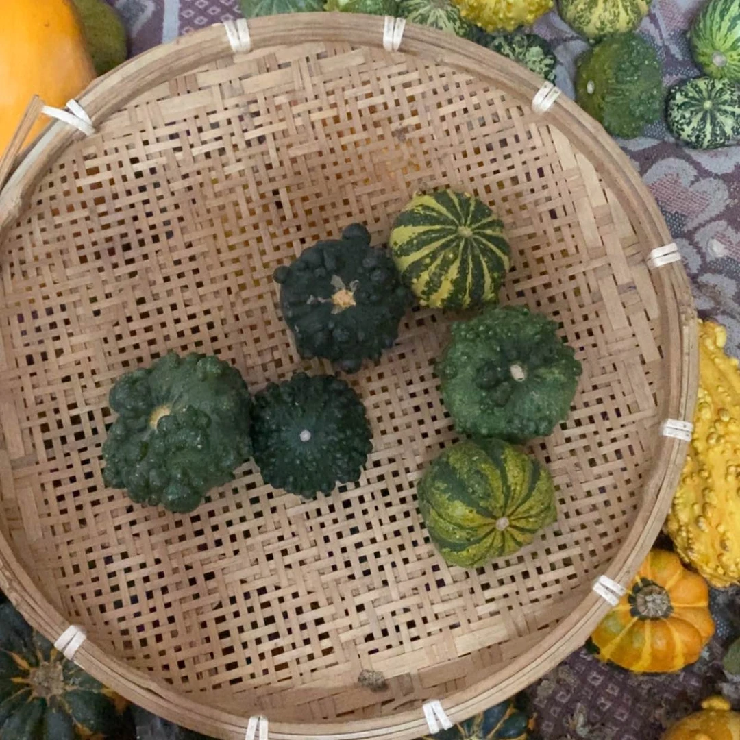 【闪购商品】木****》墨西哥葫芦直播自选