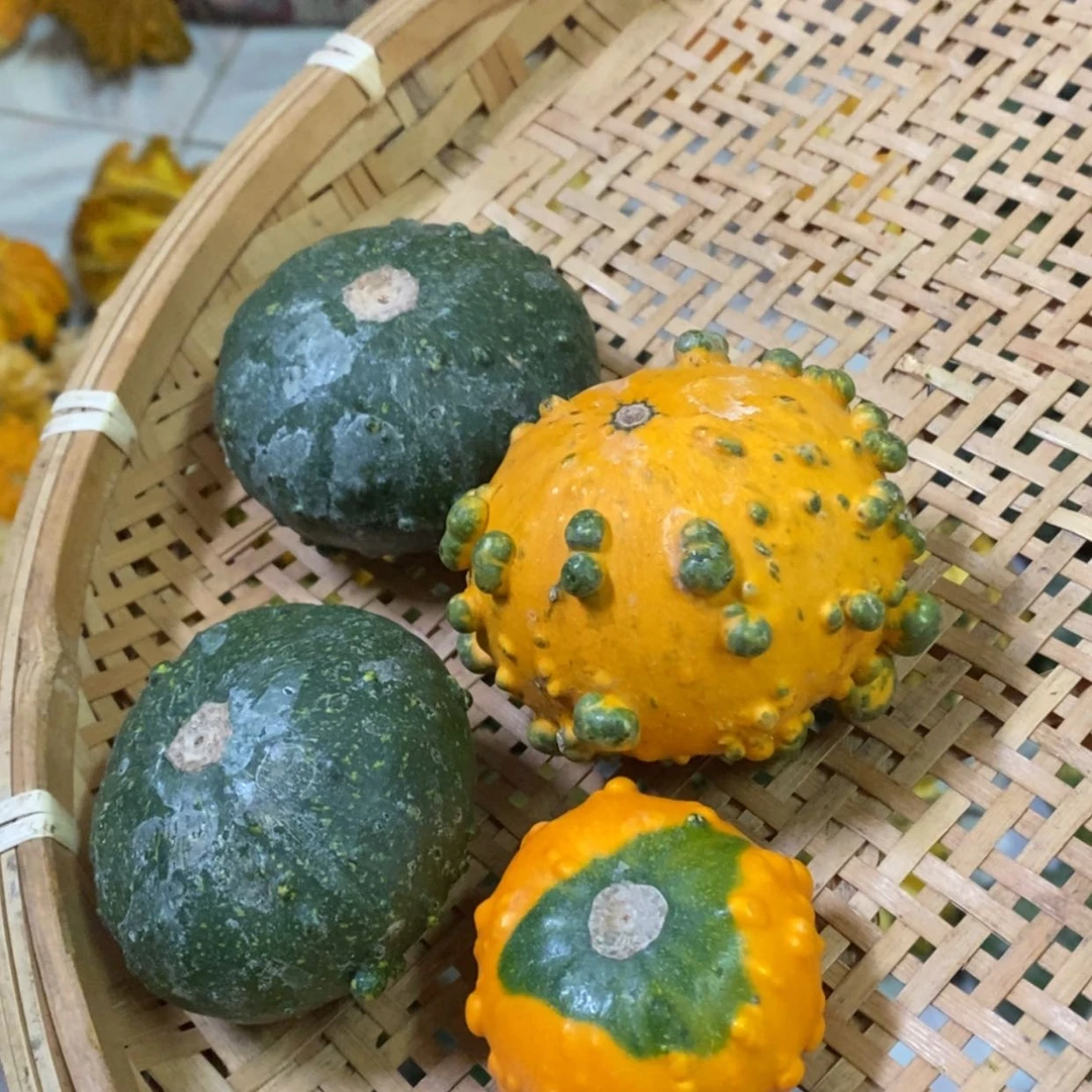 【闪购商品】酷*泽墨西哥葫芦直播自选