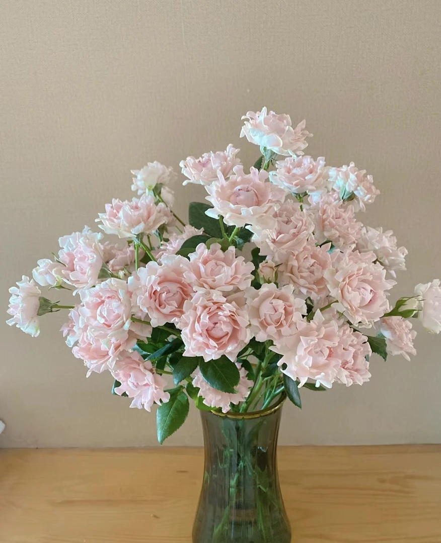 【不止玫瑰】多头玫瑰，六单一个运费（百分之二十不售后）