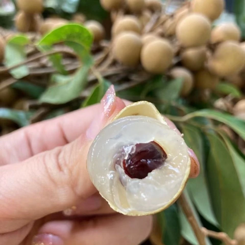 【顺丰】高州龙眼新鲜石硖储良龙眼现摘当季水果