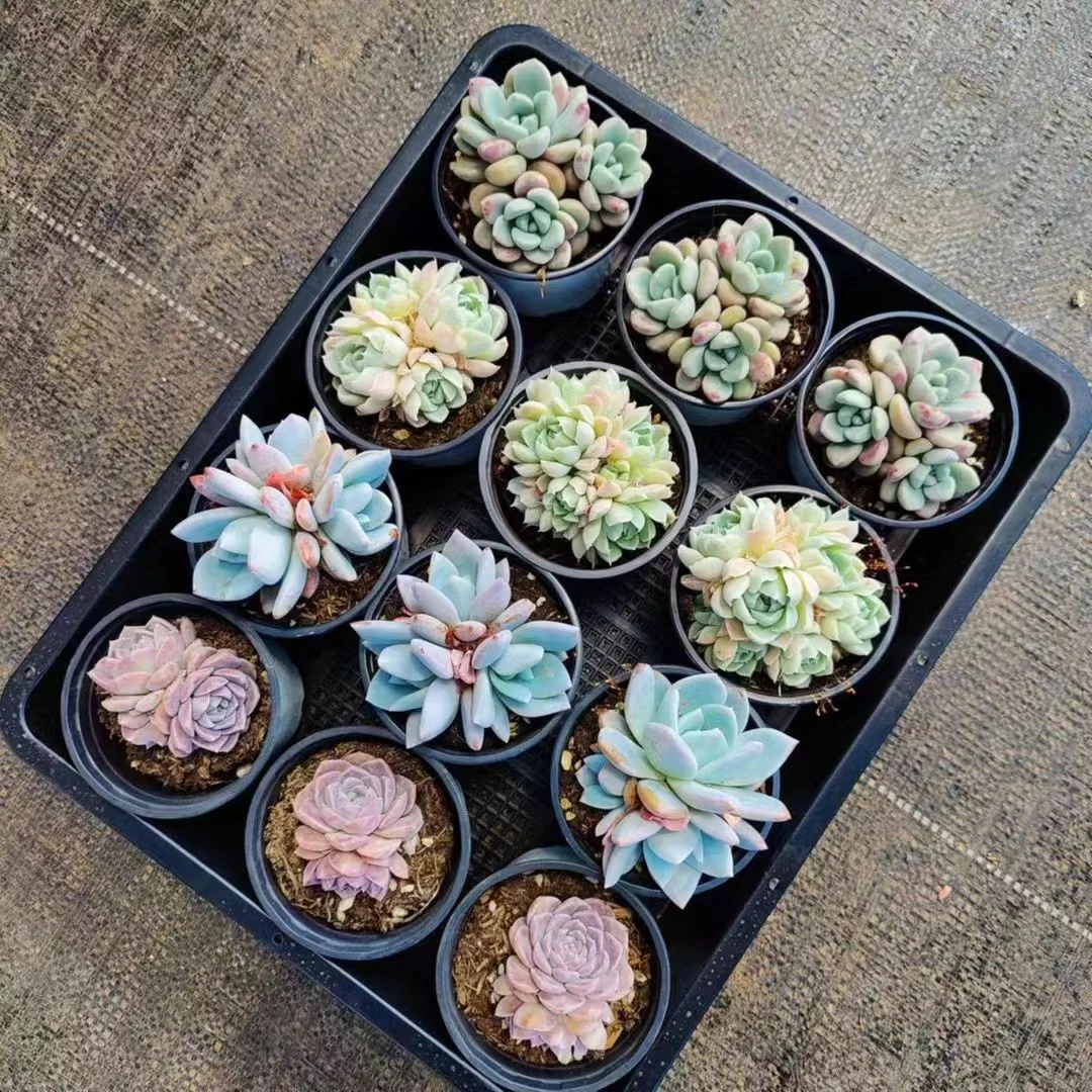 577-672云南多肉植物盆栽组合绿植基地直发2.25