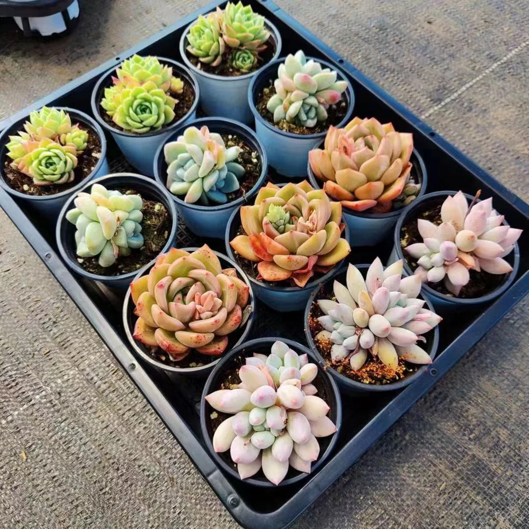 7337-7432云南多肉植物盆栽组合绿植基地直发1月8日午