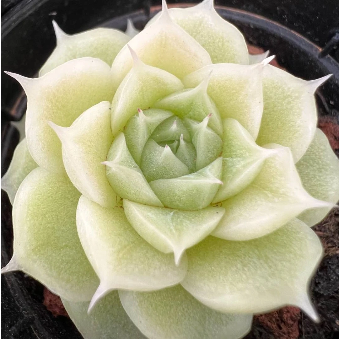 7145- 7240云南多肉植物盆栽组合绿植基地直发1月8日午
